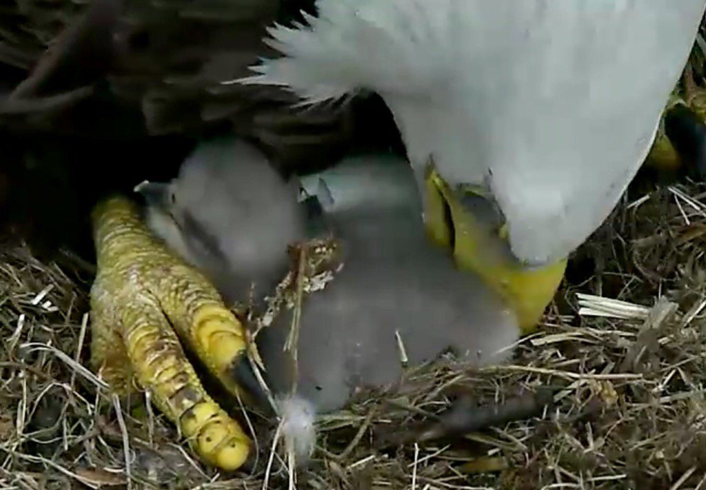 Parent shows care to newly hatched baby eagle