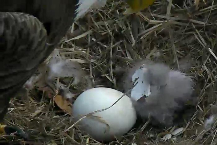 DC4 baby eagle Hatches at 7:21AM Mar29