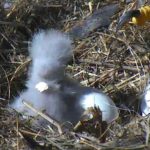 baby eagle hatches face not fully formed