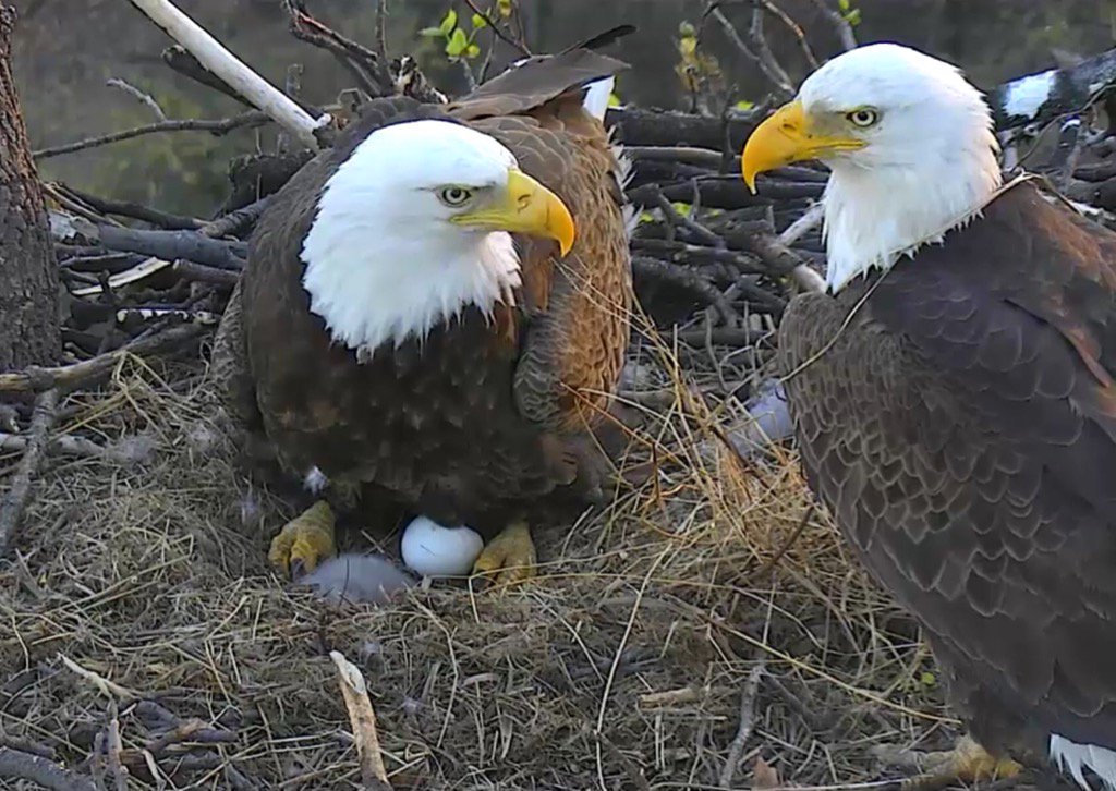 Mom and daddy eagle discuss shifts