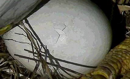 baby eagle cracks its egg.