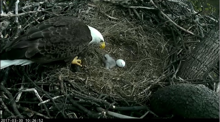 Mom feeds baby eagle