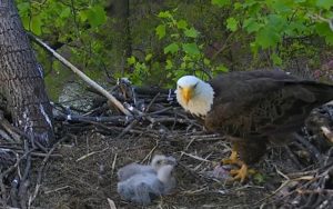 Dad feeding babies and protecting nest