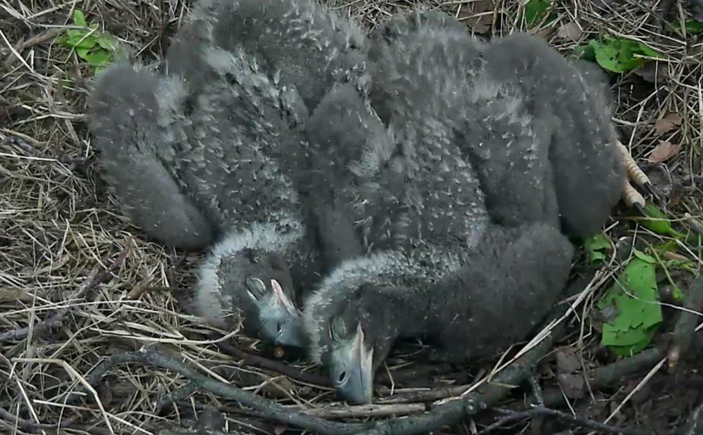 Apr23rd Eaglets sleep in fetal position