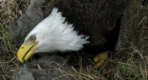 Mother eagle gently feeds DC5