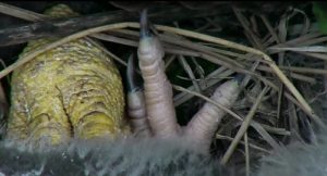 The diffence between an Adult and baby Eagle's Talon