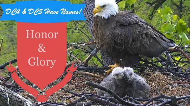 Honor and Glory are the names of the two baby eagles!