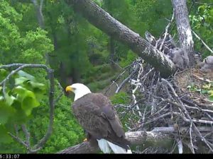 Dad is perched nearby the nest.